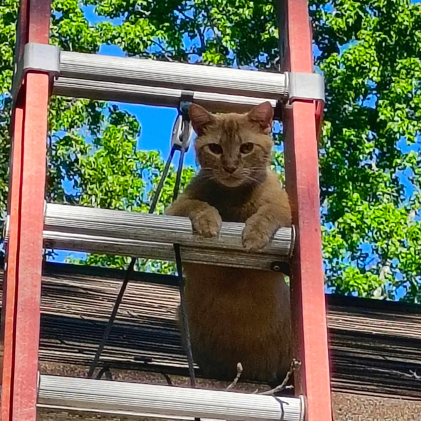 Tony The Tiger joined the competition — help win amazing prizes! cat, tabby_cat, animal, pet, ladder, outdoor, rooftop, trees, blue_sky, sunlight, greenery, climbing, perched, feline, whiskers, ears, paws, portrait, construction, vertical_composition