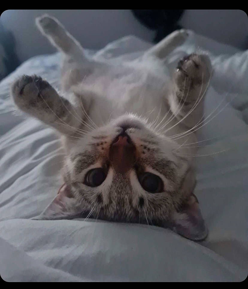 Boulette a rejoint le concours — aidez-le/la à gagner de superbes lots ! carnivore, cat, close_up, comfort, fang, felidae, fur, jaw, linens, paw, petal, photo_caption, plant, rectangle, small_to_medium_sized_cats, snout, symmetry, terrestrial_animal, whiskers, yawn