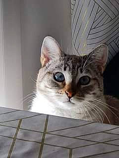 Boulette a rejoint le concours — aidez-le/la à gagner de superbes lots ! carnivore, cat, domestic_short_haired_cat, door, felidae, fur, paw, photo_caption, small_to_medium_sized_cats, snout, whiskers, window