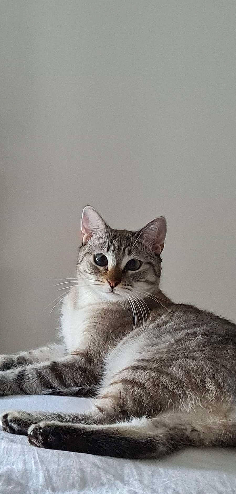 Boulette participe au concours pour gagner de l'argent avec cette photo : art, carnivore, cat, domestic_short_haired_cat, drawing, felidae, fur, grey, illustration, monochrome, monochrome_photography, paw, photo_caption, sitting, small_to_medium_sized_cats, snout, tail, terrestrial_animal, whiskers, wildlife