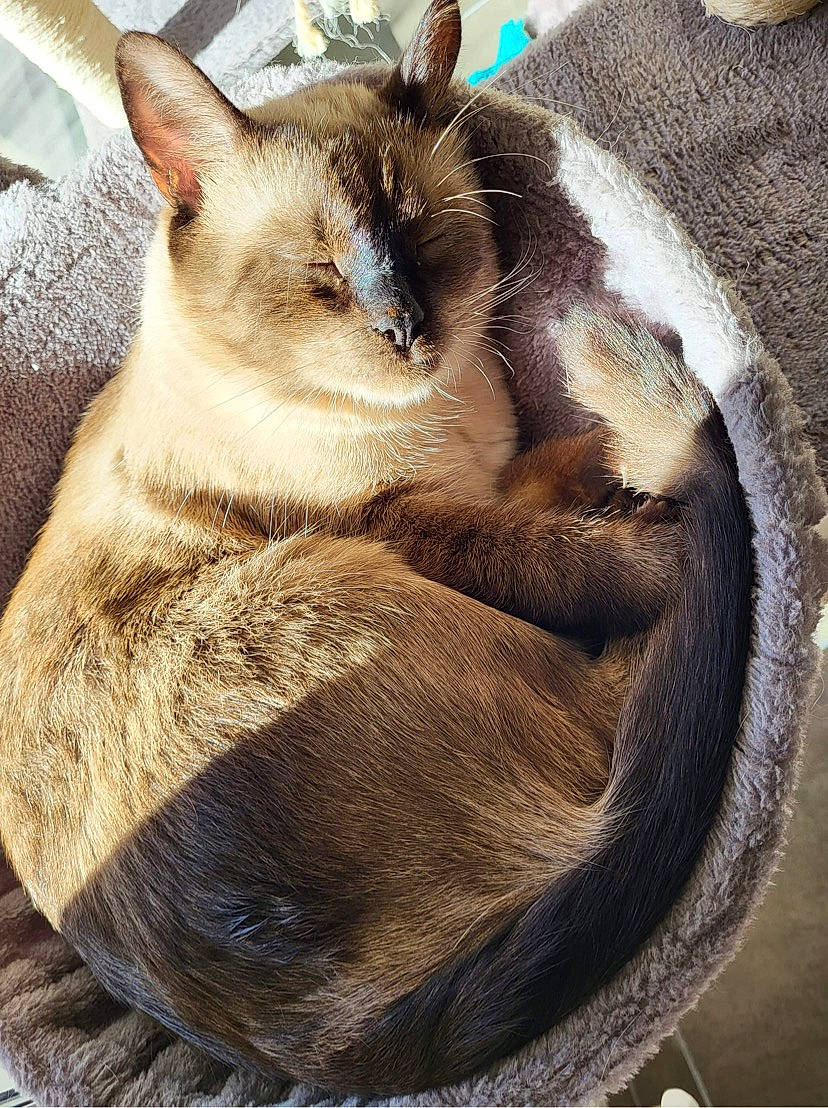 Peacky a rejoint le concours — aidez-le/la à gagner de superbes lots ! balinese, carnivore, cat, cat_supply, comfort, domestic_short_haired_cat, fawn, felidae, fur, paw, siamese, small_to_medium_sized_cats, snout, tail, terrestrial_animal, thai, tonkinese, whiskers, wildlife, wood