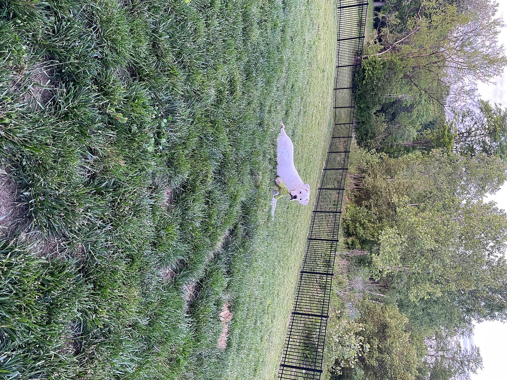 Floyd joined the competition — help win amazing prizes! aerial_photography, biome, cloud, forest, grass, groundcover, house, landscape, natural_landscape, plant, rock, shrub, sky, slope, terrestrial_plant, tree, tropical_and_subtropical_coniferous_forests, trunk, vegetation, wood