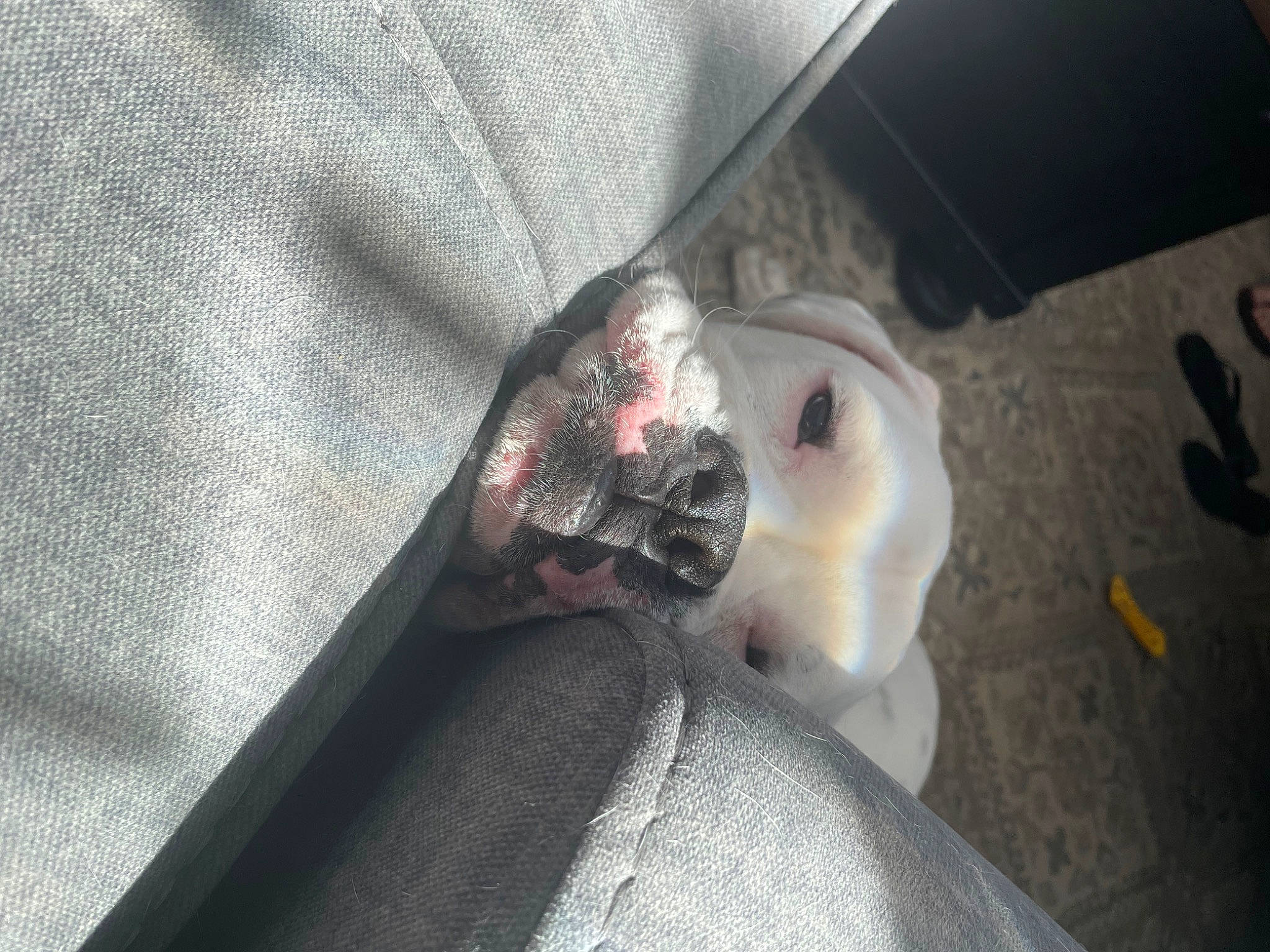 Floyd is registered to the contest to win money with this photo: auto_part, carmine, darkness, dog_breed, eyelash, eyewear, fashion_accessory, felidae, finger, flesh, formal_wear, fur, grey, jaw, sleeve, small_to_medium_sized_cats, snout, t_shirt, vehicle_door, whiskers