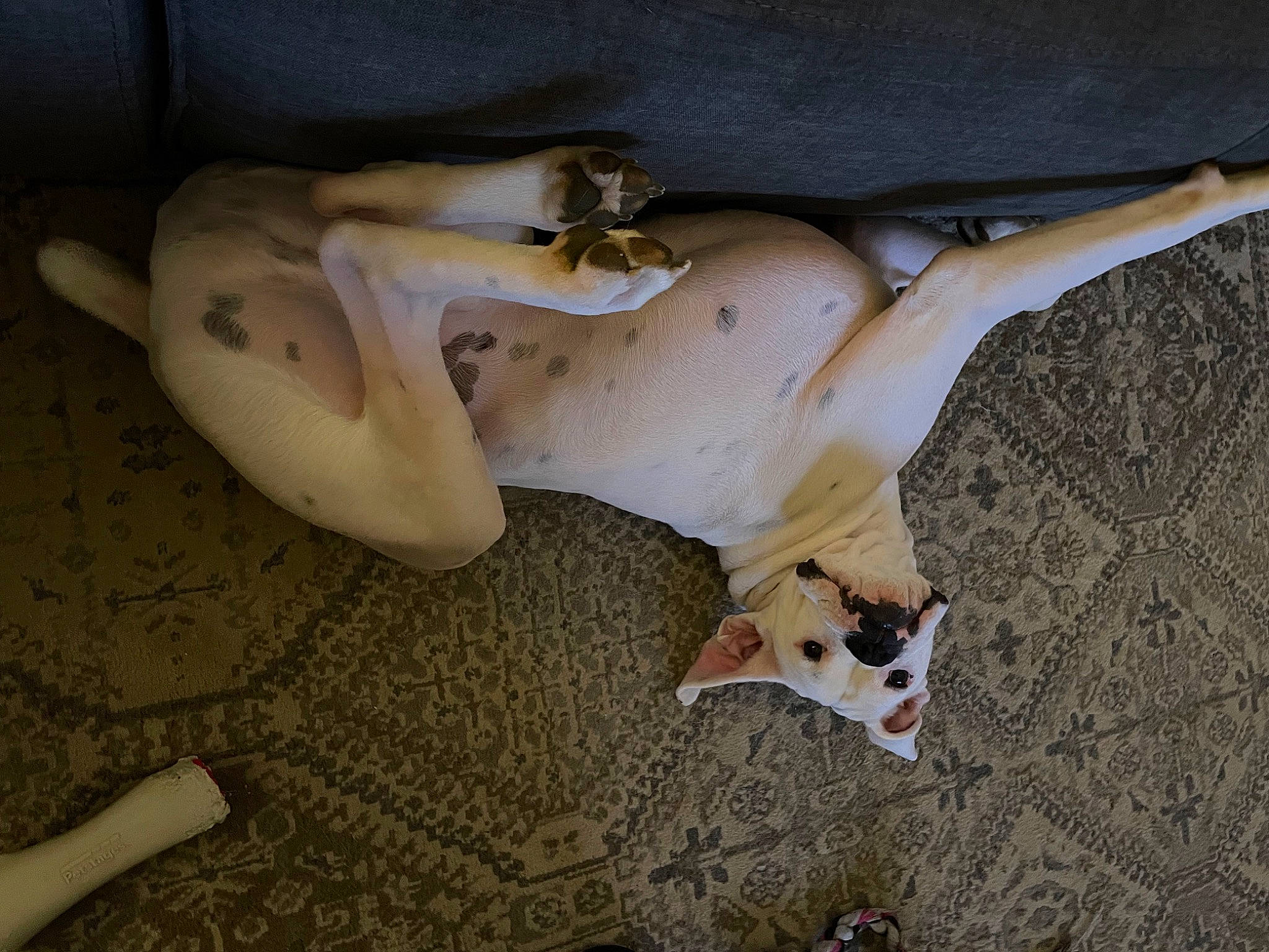 Floyd is registered to the contest to win money with this photo: abdomen, art, bone, canidae, carnivore, chest, comfort, companion_dog, dog, dog_breed, fawn, flooring, foot, fur, human_leg, snout, sporting_group, trunk, wood, working_animal