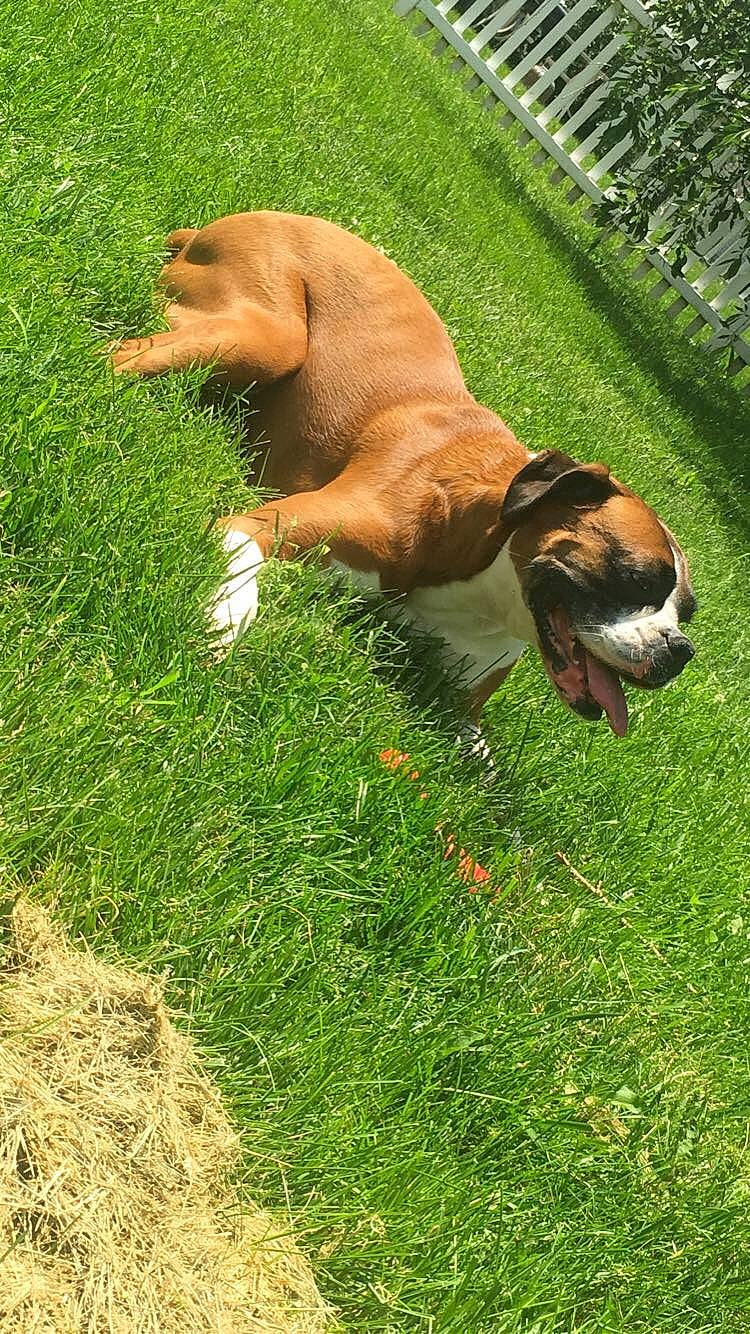 Maggie joined the competition — help win amazing prizes! australian_bulldog, canidae, carnivore, companion_dog, dog, dog_breed, fawn, finnish_hound, grass, hunting_dog, mammal, portuguese_pointer, posavac_hound, rare_breed_dog, sporting_group, tosa, vertebrate