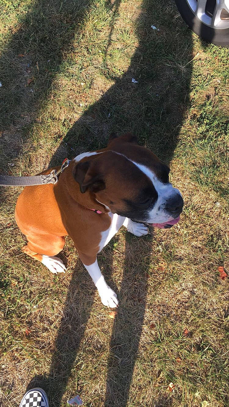 Maggie is registered to the contest to win money with this photo: american_bulldog, american_pit_bull_terrier, american_staffordshire_terrier, boxer, canidae, carnivore, dog, dog_breed, dog_walking, fawn, grass, mammal, non_sporting_group, pit_bull, snout, sporting_group, tail, valley_bulldog