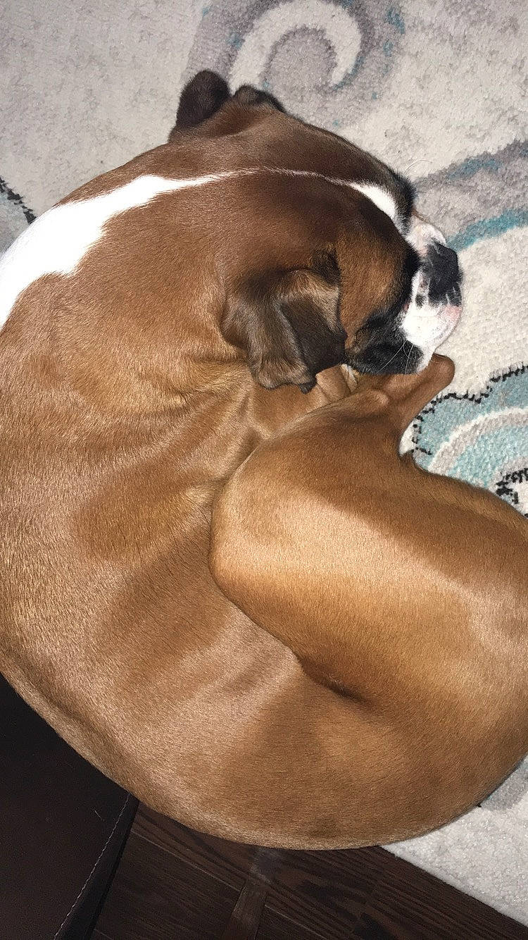 Maggie joined the competition — help win amazing prizes! australian_bulldog, boerboel, boxer, british_bulldogs, bulldog, canidae, carnivore, companion_dog, dog, dog_breed, fawn, mammal, non_sporting_group, old_english_bulldog, olde_english_bulldogge, snout, sporting_group, valley_bulldog