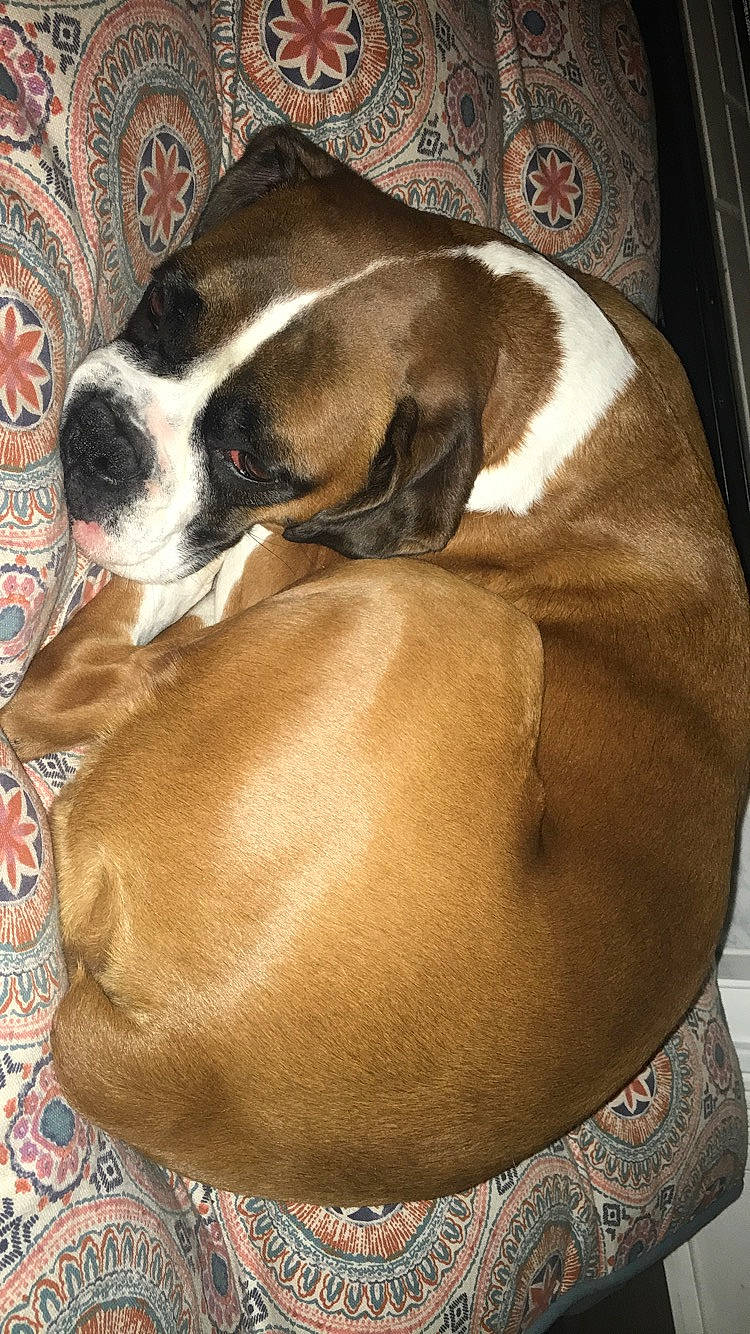 Maggie joined the competition — help win amazing prizes! australian_bulldog, boston_terrier, boxer, british_bulldogs, canidae, carnivore, companion_dog, dog, dog_breed, fawn, mammal, non_sporting_group, old_english_bulldog, olde_english_bulldogge, snout, sporting_group, valley_bulldog