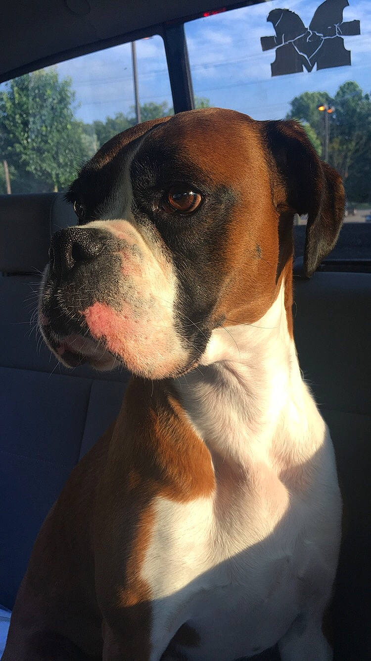 Maggie is registered to the contest to win money with this photo: alano_espanol, american_pit_bull_terrier, american_staffordshire_terrier, boxer, canidae, carnivore, dog, dog_breed, fawn, mammal, molosser, non_sporting_group, olde_english_bulldogge, rare_breed_dog, snout, sporting_group, staffordshire_bull_terrier, valley_bulldog, vertebrate, whiskers