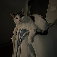 Peter is registered to the contest to win money with this photo: cat, animal, pet, feline, indoor, chair, blanket, white, black, striped, relaxed, curious, whiskers, ears, tail, fur, home, resting, dark, quiet