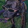 dog, sunglasses, grass, leash, outdoor, pet, canine, tongue_out, summer, relaxed, brown, black, spotted, close_up, animal, sunny, funny, accessory, playful, casual