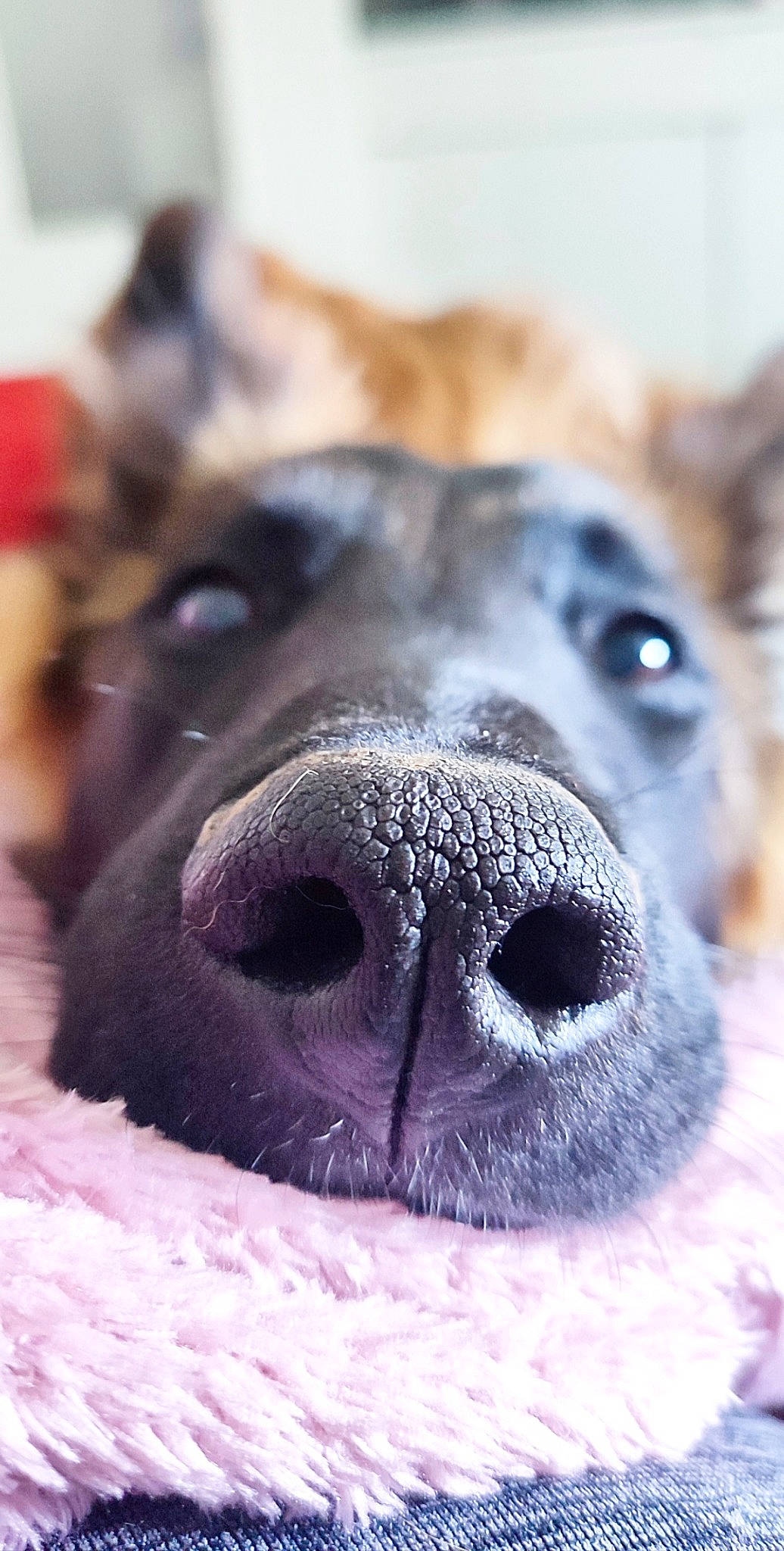 Meeko a rejoint le concours — aidez-le/la à gagner de superbes lots ! ancient_dog_breeds, australian_cattle_dog, canidae, carnivore, close_up, collar, companion_dog, dog, dog_breed, fawn, fur, guard_dog, non_sporting_group, snout, sporting_group, terrestrial_animal, whiskers, wildlife, working_animal, working_dog