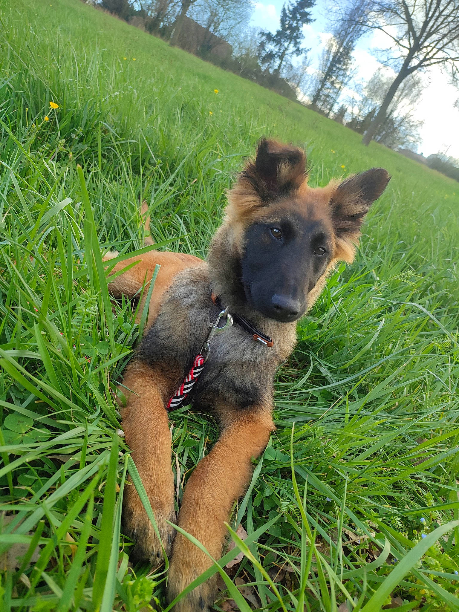 Meeko participe au concours pour gagner de l'argent avec cette photo : carnivore, collar, companion_dog, dog, dog_breed, dog_supply, east_european_shepherd, fawn, german_shepherd_dog, grass, grassland, herbaceous_plant, old_german_shepherd_dog, pasture, plant, sky, sporting_group, tail, tree, working_animal