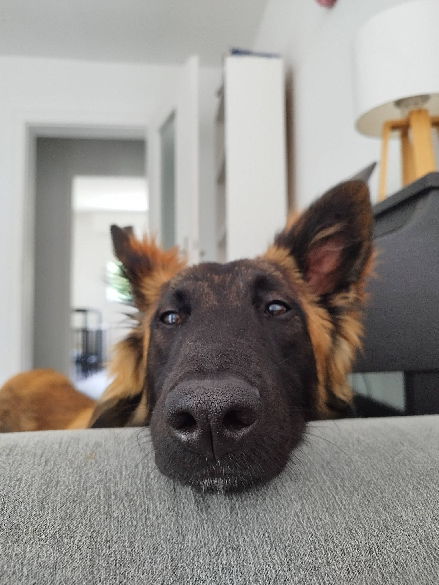 Meeko participe au concours pour gagner de l'argent avec cette photo : canidae, carnivore, companion_dog, dog, dog_breed, fawn, fur, german_shepherd_dog, lamp, liver, old_german_shepherd_dog, room, snout, sporting_group, terrestrial_animal, whiskers, window, wood, working_animal, working_dog