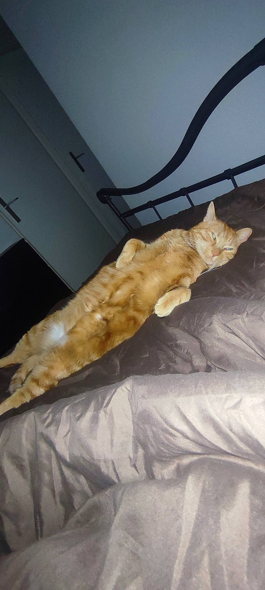 Pok a rejoint le concours — aidez-le/la à gagner de superbes lots ! art, bed, carnivore, cat, claw, comfort, domestic_short_haired_cat, duvet, felidae, fur, hardwood, linens, room, small_to_medium_sized_cats, tail, whiskers, wing, wood