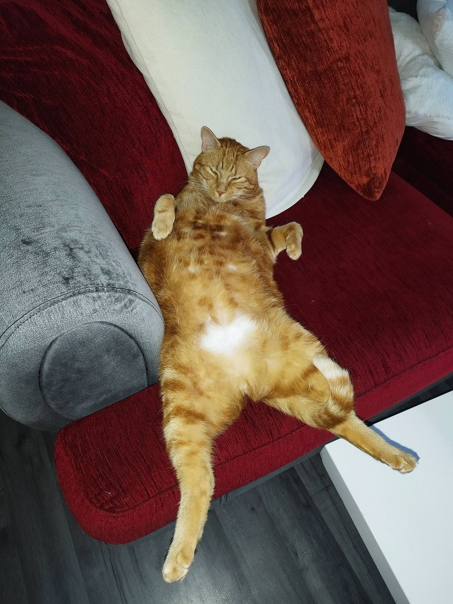 Pok participe au concours pour gagner de l'argent avec cette photo : carnivore, cat, cat_supply, claw, comfort, couch, domestic_short_haired_cat, fawn, felidae, flooring, fur, furniture, hardwood, linens, room, small_to_medium_sized_cats, tail, textile, whiskers, wood