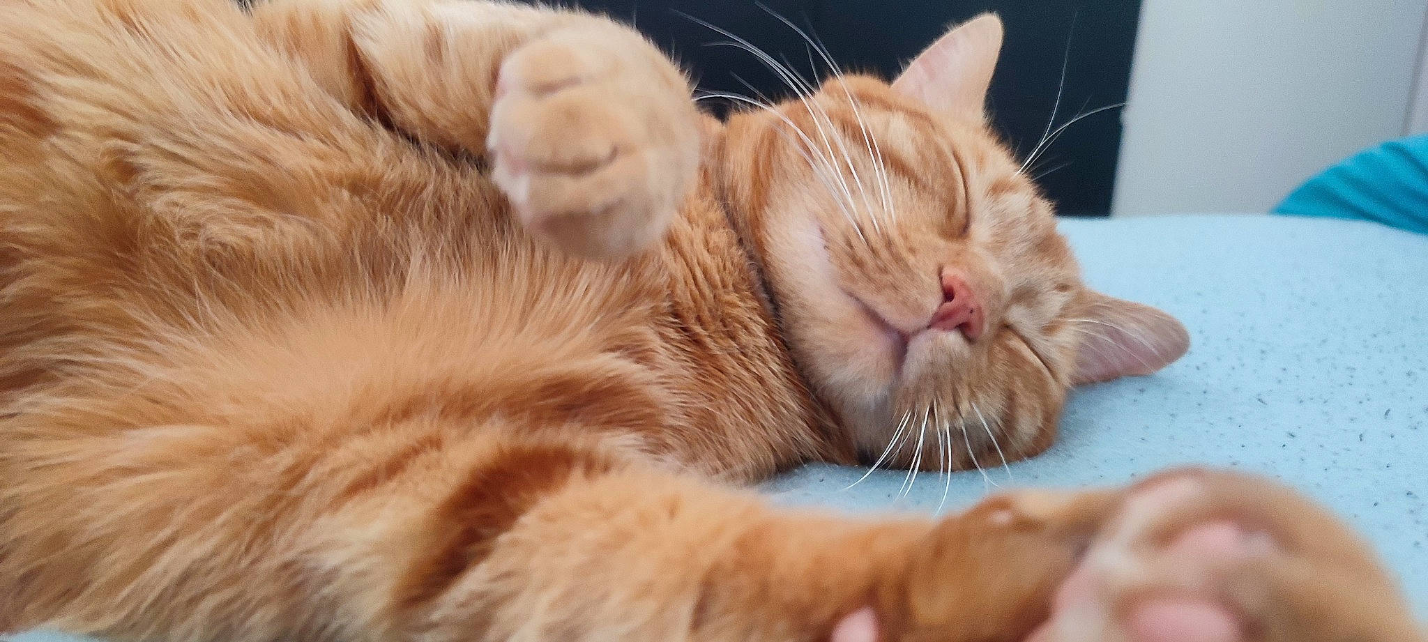 Pok participe au concours pour gagner de l'argent avec cette photo : carnivore, cat, cat_supply, claw, close_up, comfort, domestic_short_haired_cat, fawn, felidae, fur, nap, paw, sleep, small_to_medium_sized_cats, snout, tail, whiskers