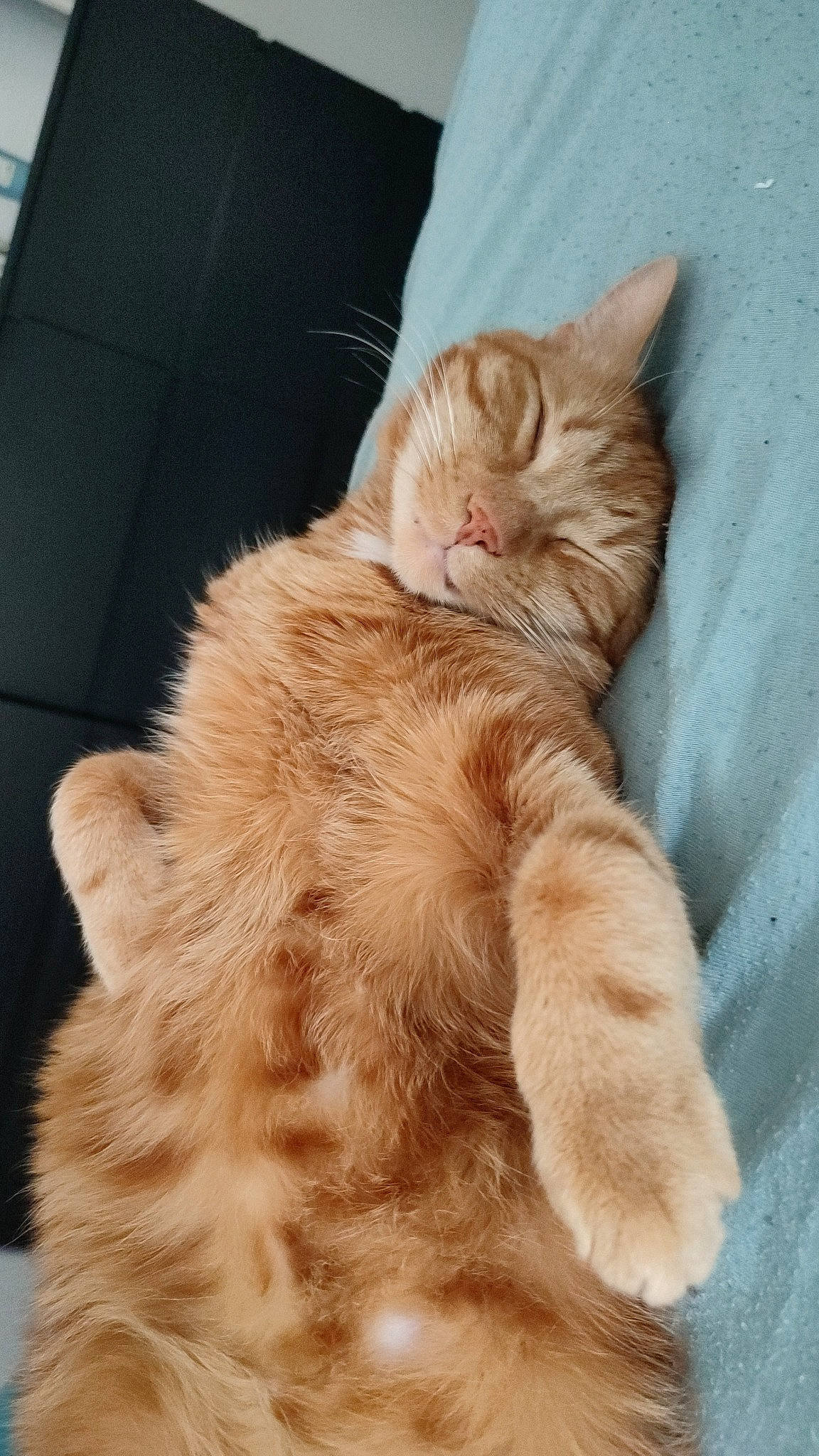 Pok a rejoint le concours — aidez-le/la à gagner de superbes lots ! carnivore, cat, claw, comfort, domestic_short_haired_cat, ear, fawn, felidae, fur, gesture, human_leg, paw, peach, small_to_medium_sized_cats, snout, tail, whiskers, window