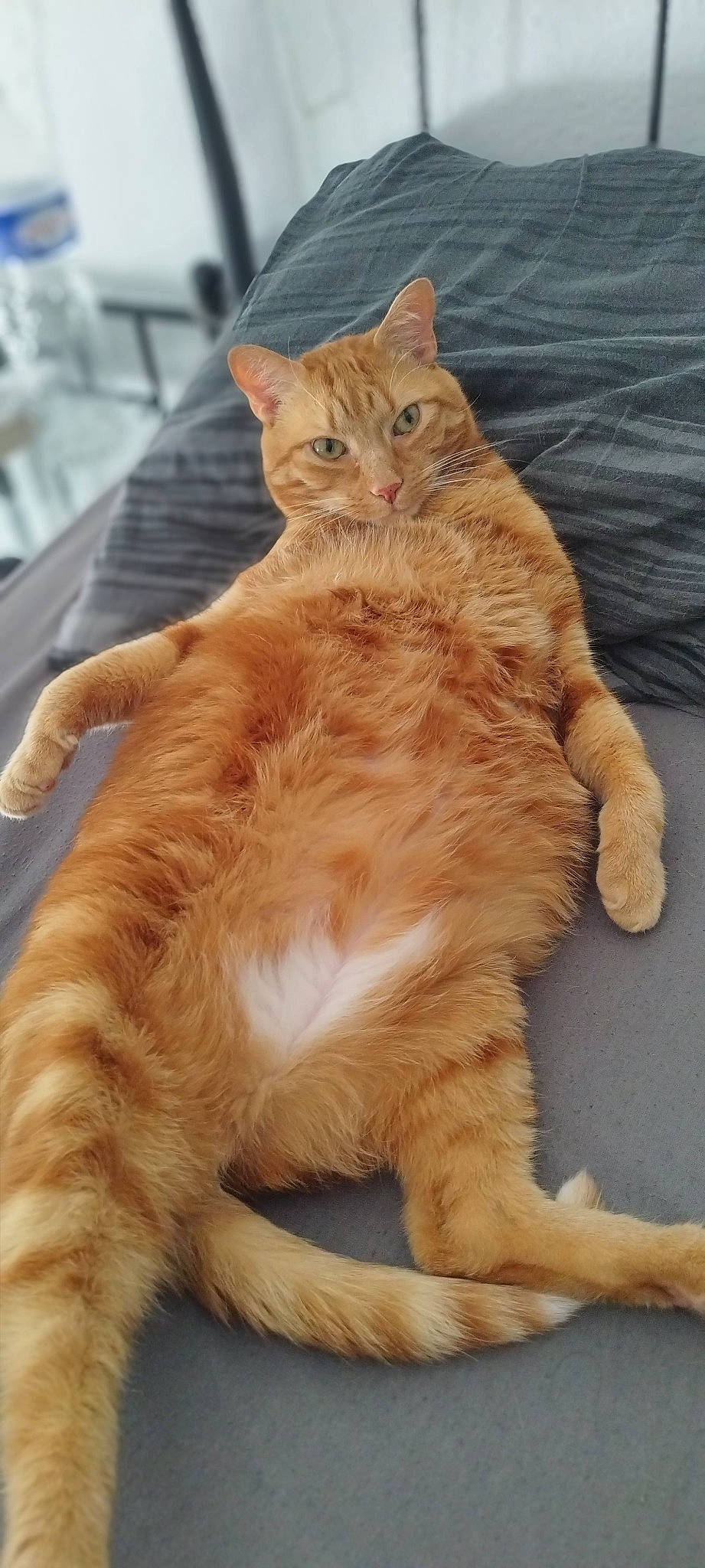 Pok participe au concours pour gagner de l'argent avec cette photo : carnivore, cat, claw, domestic_short_haired_cat, fawn, felidae, foot, fur, gesture, human_leg, paw, sitting, small_to_medium_sized_cats, snout, tail, terrestrial_animal, whiskers