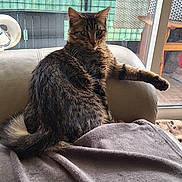 Rocky a rejoint le concours — aidez-le/la à gagner de superbes lots ! animal, balcony, blanket, cat, chair, cozy, curious, domestic_cat, feline, fur, greenery, home, indoor, looking_away, pet, potted_plants, relaxed, resting, tabby, window