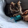 Rocky a rejoint le concours — aidez-le/la à gagner de superbes lots ! abyssinian, animal, armchair, bed, blanket, cat, chair, clothing, couch, cushion, furniture, homedecor, kitten, knitwear, linen, manx, person, pet, sleeping, sweater