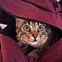 Rocky participe au concours pour gagner de l'argent avec cette photo : animal, backpack, brown, cat, close_up, curious, cute, face, feline, fur, hiding, indoor, looking, pet, soft_texture, striped, tabby, whiskers, wide_eyes, zipper