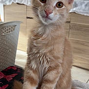 Olivier Vanessa a rejoint le concours — aidez-le/la à gagner de superbes lots ! animal, blanket, cat, chair, curious, cute, decor, domestic, eyes, feline, fluffy, fur, ginger_cat, indoor, kitten, pet, sitting, soft, whiskers, wooden_cabinet