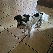 Oreo is registered to the contest to win money with this photo: dog, small_dog, black_and_white, indoor, tile_floor, curtains, sunlight, pet, animal, beard, fur, standing, looking_up, shadow, room, brick_wall, floor_tiles, domestic, companion, cute