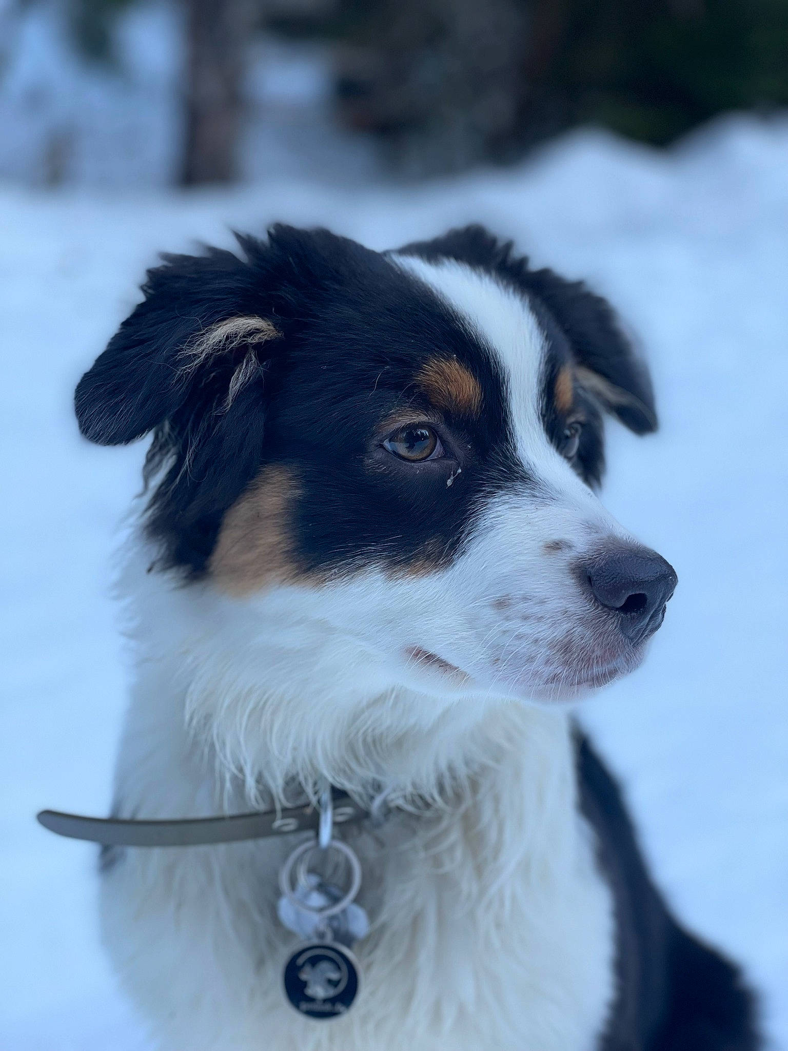 Naïa participe au concours pour gagner de l'argent avec cette photo : australian_collie, canidae, carnivore, collar, companion_dog, dog, dog_breed, dog_collar, fur, herding_dog, plant, snout, snow, sporting_group, terrestrial_animal, tree, whiskers, winter, working_animal, working_dog