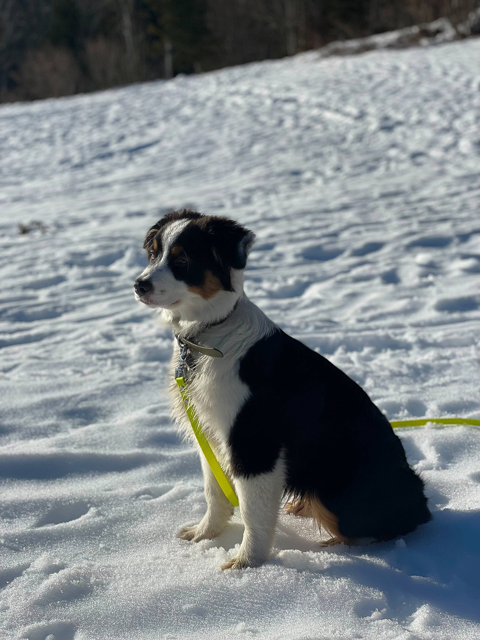 Naïa a rejoint le concours — aidez-le/la à gagner de superbes lots ! canidae, carnivore, collar, companion_dog, dog, dog_breed, dog_collar, freezing, hunting_dog, snout, snow, sporting_group, tail, terrier, toy_dog, tree, winter, working_dog