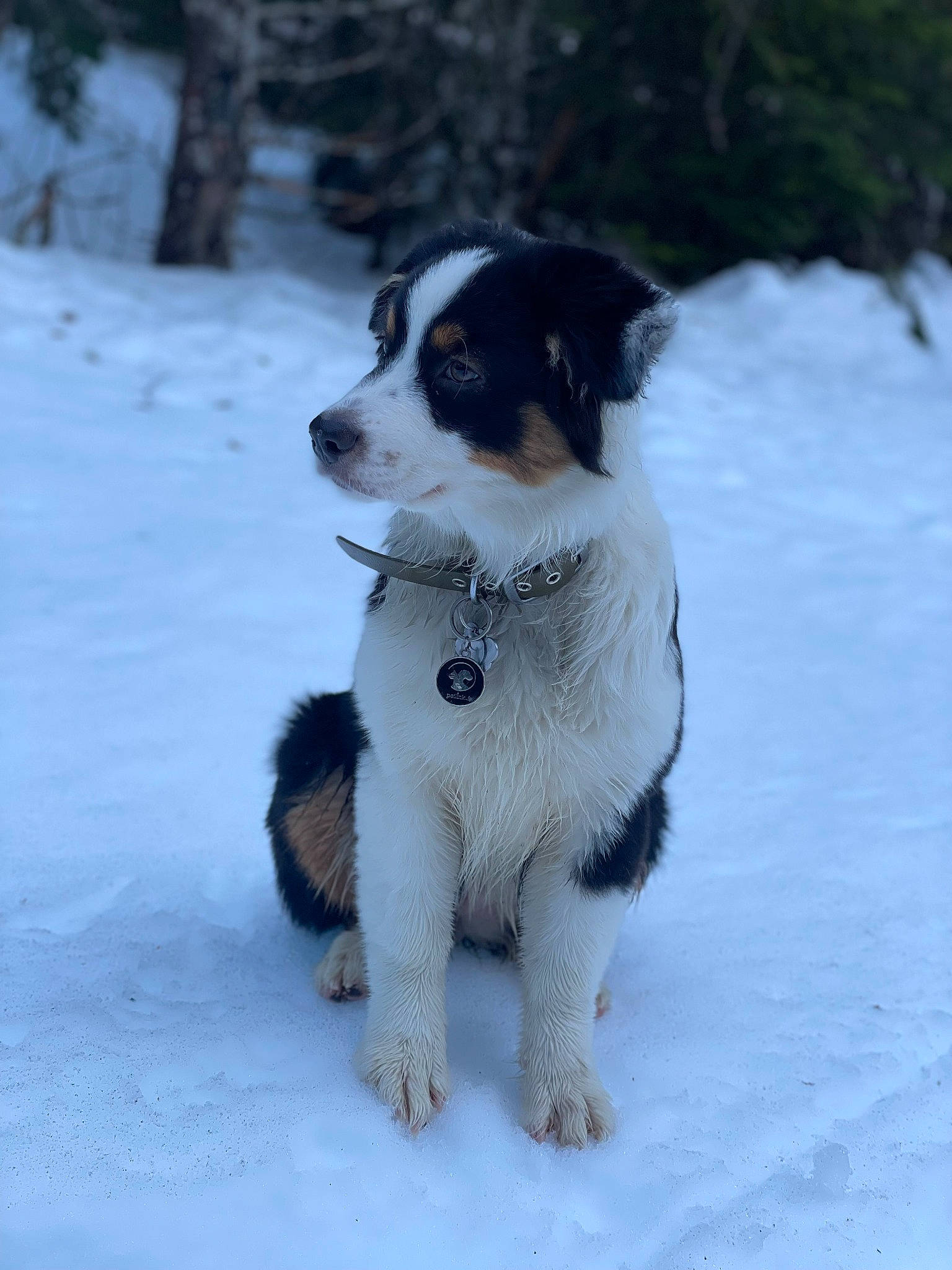 Naïa a rejoint le concours — aidez-le/la à gagner de superbes lots ! canidae, carnivore, collar, companion_dog, dog, dog_breed, freezing, fur, hunting_dog, precipitation, puppy, snout, snow, sporting_group, tail, tree, winter, working_dog