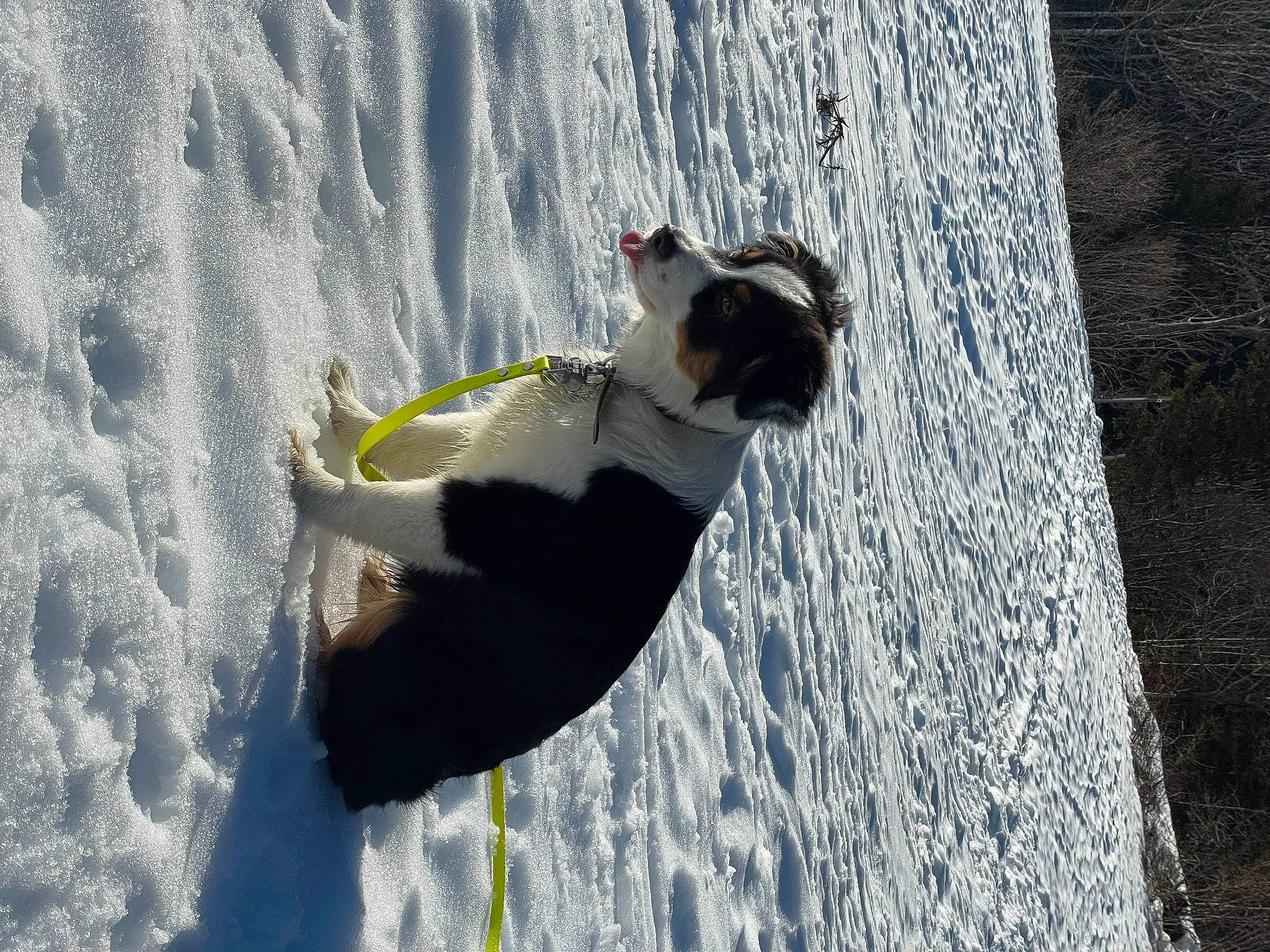 Naïa participe au concours pour gagner de l'argent avec cette photo : canidae, carnivore, dog, dog_breed, freezing, fun, geological_phenomenon, plant, recreation, reflection, shadow, slope, snow, sporting_group, tail, tree, trunk, water, winter, wood