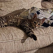 Ruby joined the competition — help win amazing prizes! animal, blanket, cat, couch, cozy, curious, domestic, fur, furniture, home, indoor, lazy, mammal, paw, pet, relaxed, resting, striped, tabby, whiskers