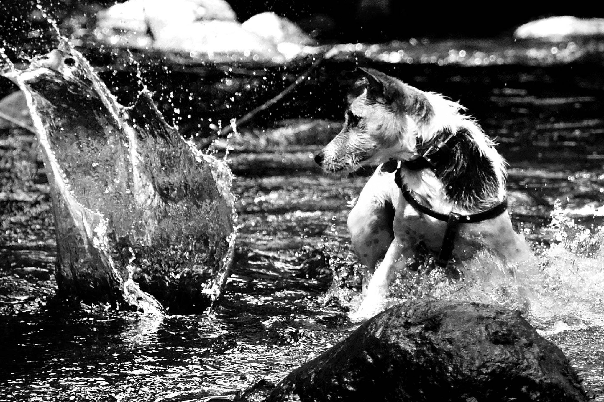 Lotti joined the competition — help win amazing prizes! black_and_white, carnivore, dog, dog_breed, flash_photography, grass, happy, mammal, monochrome, monochrome_photography, natural_landscape, recreation, snout, style, vertebrate, water, water_resources, watercourse, wind_wave, working_animal