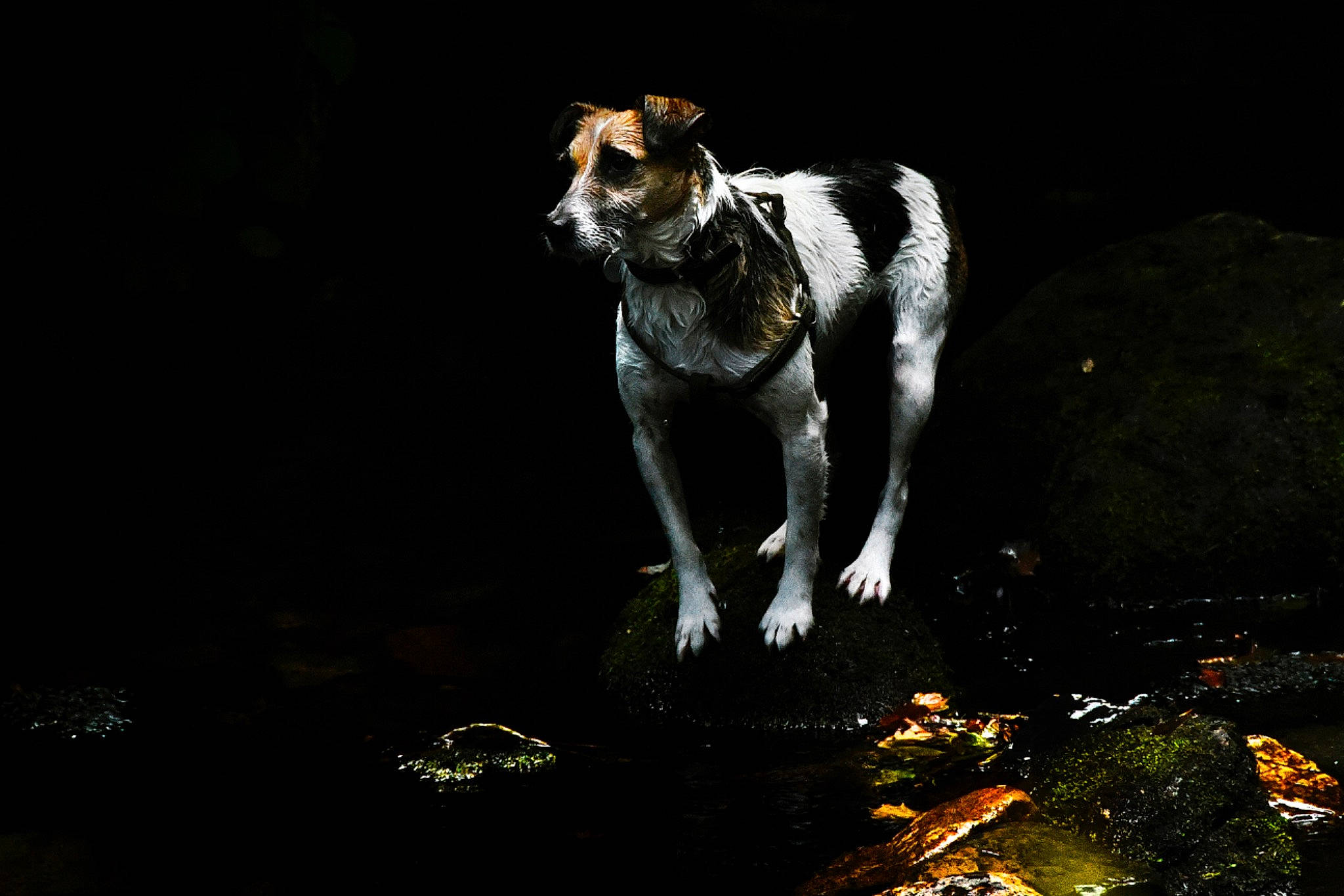 Lotti joined the competition — help win amazing prizes! art, canidae, carnivore, companion_dog, darkness, dog, dog_breed, hunting_dog, night, plant, snout, sporting_group, tail, terrestrial_animal, whiskers, wildlife, window, working_dog