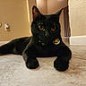 black_cat, cat, pet, indoor, floor, collar, tag, feline, animal, curious, relaxed, home, tile_floor, ears, whiskers, cute, wide_eyes, mammal, domestic_animal, resting
