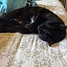 Batman joined the competition — help win amazing prizes! cat, black_cat, sleeping, bed, blanket, pillow, floral_bedspread, indoor, cozy, resting, feline, pet, cute, animal, domestic, relaxing, fur, home, comfort, quiet