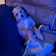 Kobe joined the competition — help win amazing prizes! blanket, blue_lighting, brown_fur, close_up, couch, cozy, dog, funny, home, indoor, lounging, pet, portrait, relaxed, scruffy_dog, sitting, small_dog, sofa, striped_cushion, wire_hair