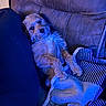 blanket, blue_lighting, brown_fur, close_up, couch, cozy, dog, funny, home, indoor, lounging, pet, portrait, relaxed, scruffy_dog, sitting, small_dog, sofa, striped_cushion, wire_hair