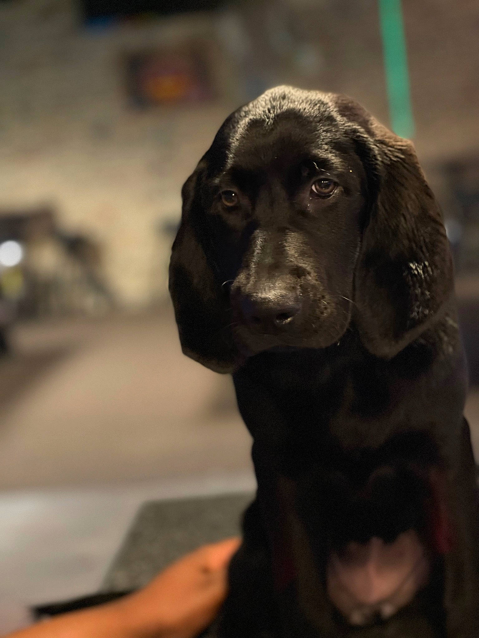 Duchess joined the competition — help win amazing prizes! borador, canidae, carnivore, companion_dog, dog, dog_breed, dog_collar, fur, gun_dog, hunting_dog, labrador_retriever, liver, monochrome, monochrome_photography, retriever, snout, sporting_group, terrestrial_animal, whiskers, working_animal