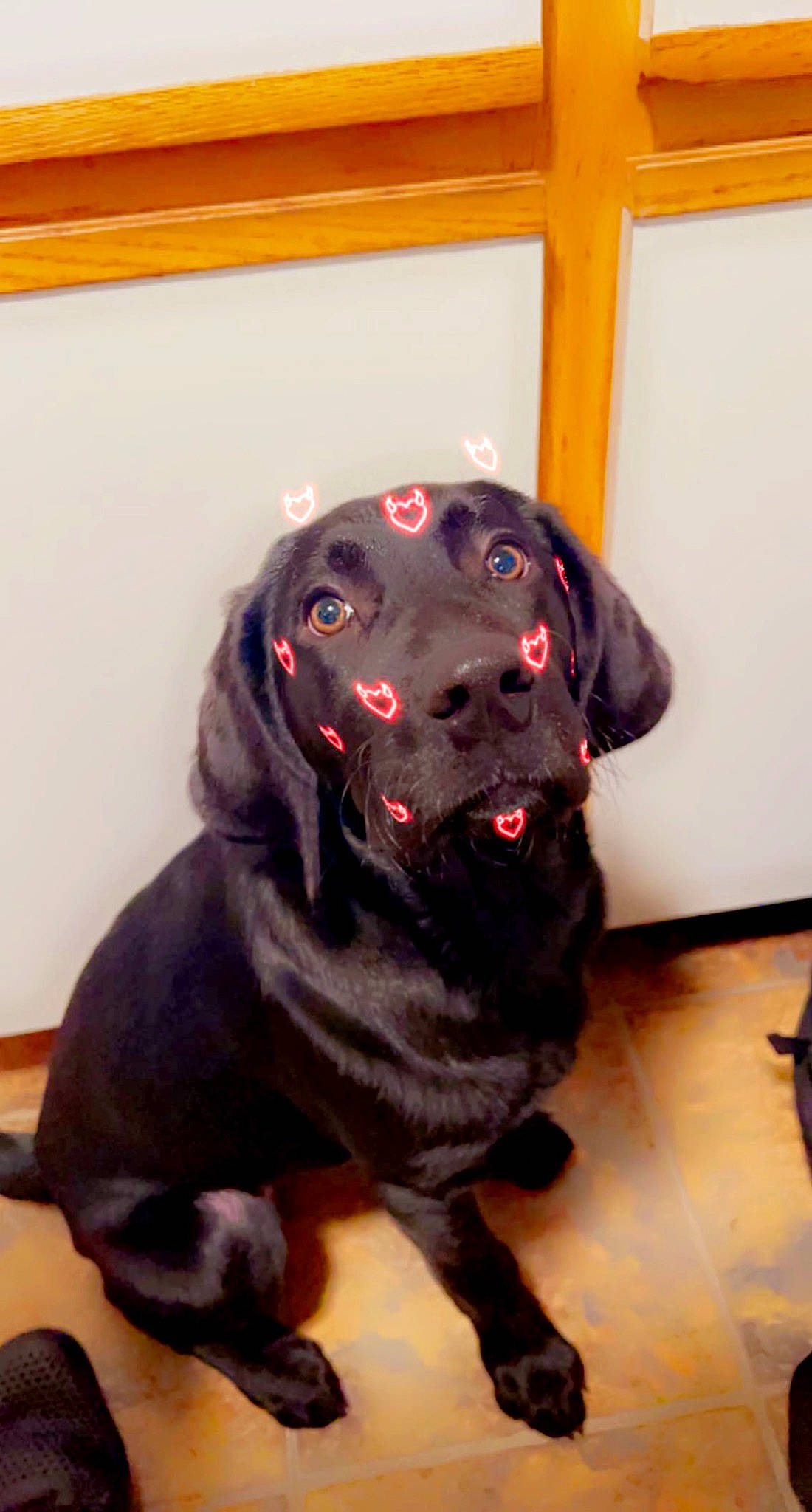 Duchess is registered to the contest to win money with this photo: borador, canidae, carnivore, collar, companion_dog, dog, dog_breed, dog_collar, fawn, flooring, fur, guard_dog, hat, liver, non_sporting_group, personal_protective_equipment, pet_supply, snout, sporting_group, working_animal