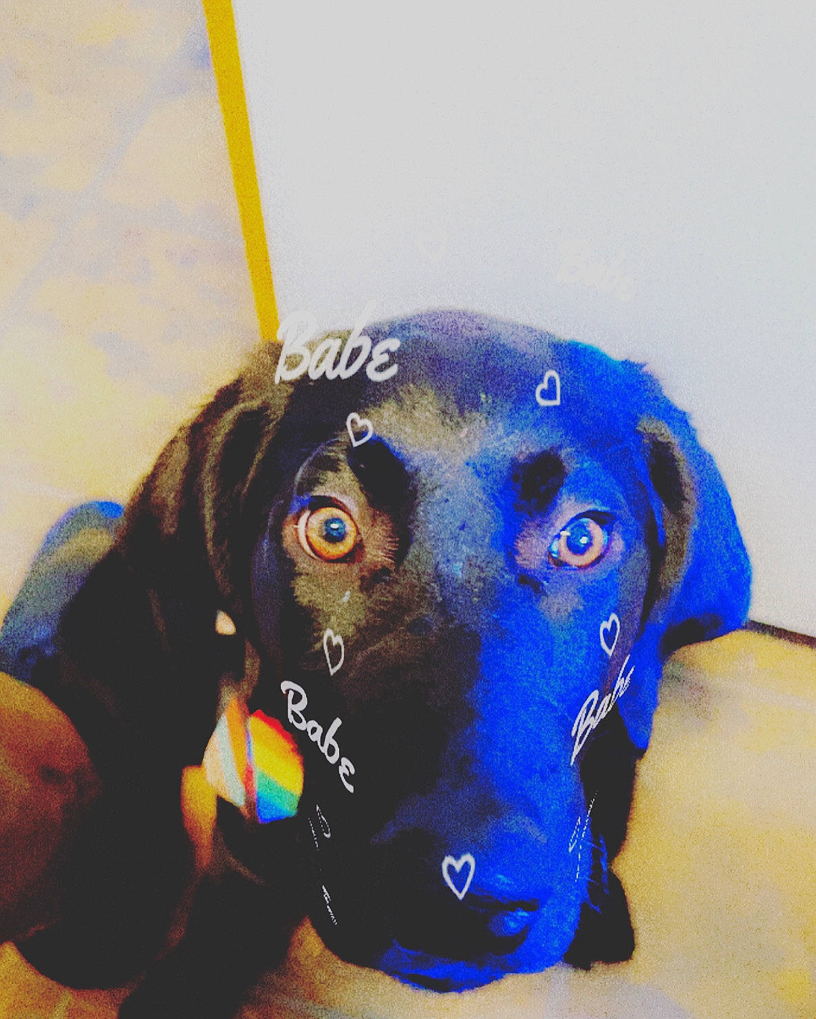 Duchess is registered to the contest to win money with this photo: baseball_cap, canidae, cap, carnivore, collar, companion_dog, dog, dog_breed, ear, electric_blue, fashion_accessory, fawn, hat, liver, personal_protective_equipment, snout, sporting_group, toy, whiskers, working_animal