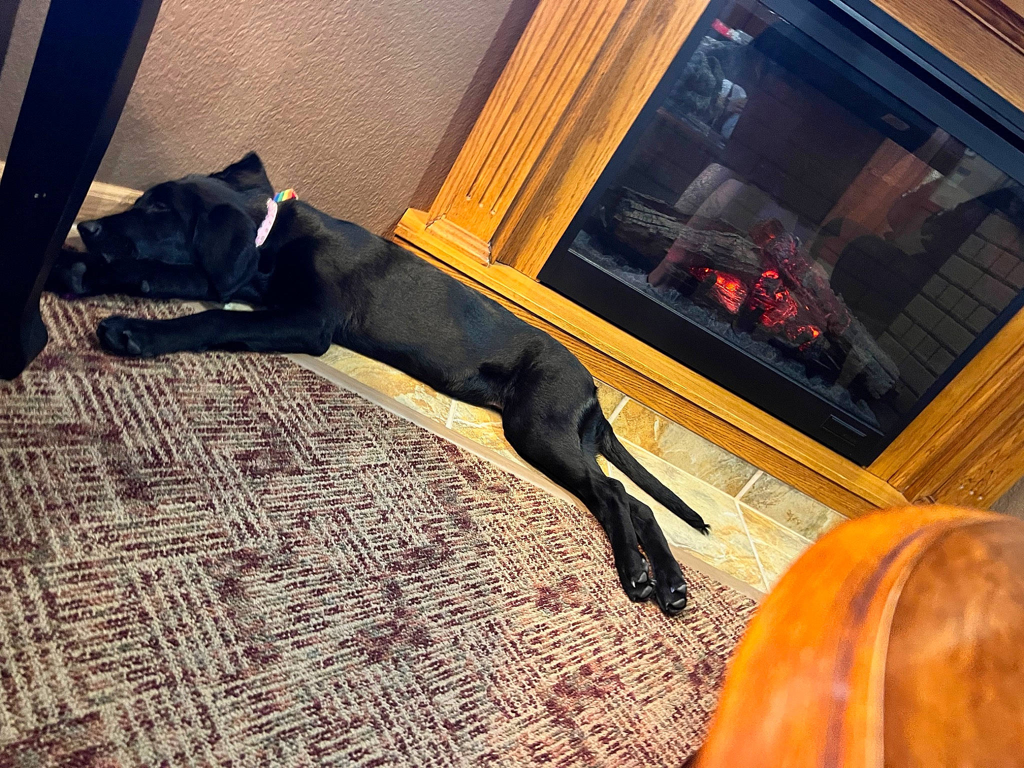 Duchess is registered to the contest to win money with this photo: brown, carnivore, comfort, companion_dog, dog, dog_breed, door, fawn, floor, flooring, hardwood, human_leg, shadow, sporting_group, tail, tints_and_shades, vehicle_door, window, wood, working_animal