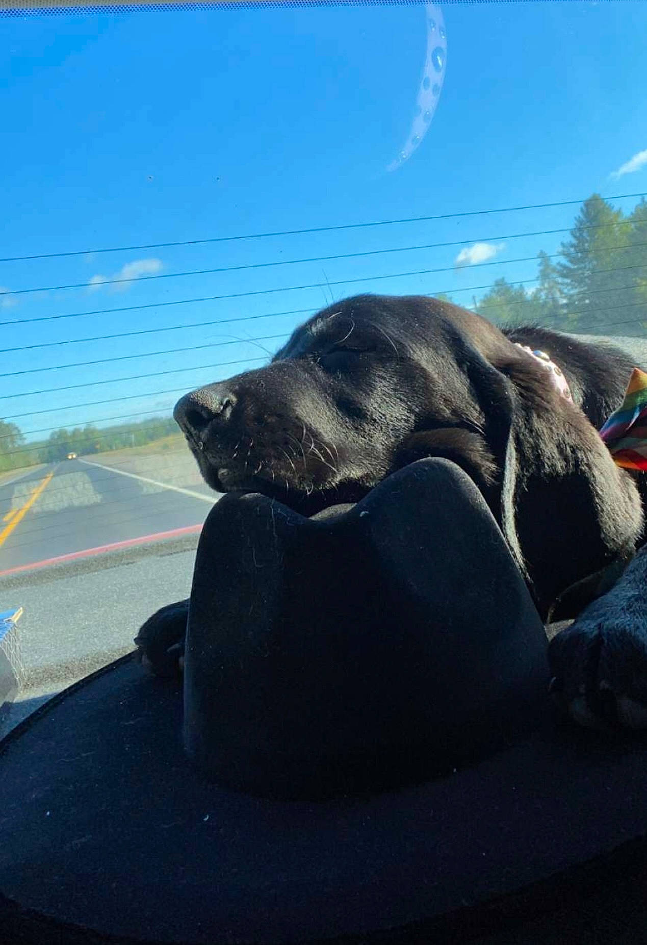 Duchess joined the competition — help win amazing prizes! art, asphalt, automotive_exterior, automotive_tire, bear, cloud, landscape, marine_mammal, monument, ocean, road_surface, rock, sculpture, sky, sporting_group, statue, terrestrial_animal, tree, windshield, working_animal