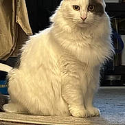 Peperly joined the competition — help win amazing prizes! animal, carpet, cat, cozy, curious, domestic_cat, ears, floor, fluffy, fur, furniture, household, indoor, looking_at_camera, pet, portrait, quiet, sitting, whiskers, white_cat
