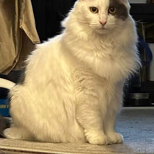 Peperly joined the competition — help win amazing prizes! animal, carpet, cat, cozy, curious, domestic_cat, ears, floor, fluffy, fur, furniture, household, indoor, looking_at_camera, pet, portrait, quiet, sitting, whiskers, white_cat