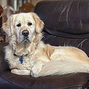 Chance is registered to the contest to win money with this photo: dog, golden_retriever, pet, animal, indoor, couch, leather, furniture, lamp, portrait, relaxed, fluffy, curly_fur, domestic, canine, companion, resting, living_room, home, cute