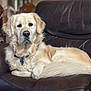 dog, golden_retriever, pet, animal, indoor, couch, leather, furniture, lamp, portrait, relaxed, fluffy, curly_fur, domestic, canine, companion, resting, living_room, home, cute