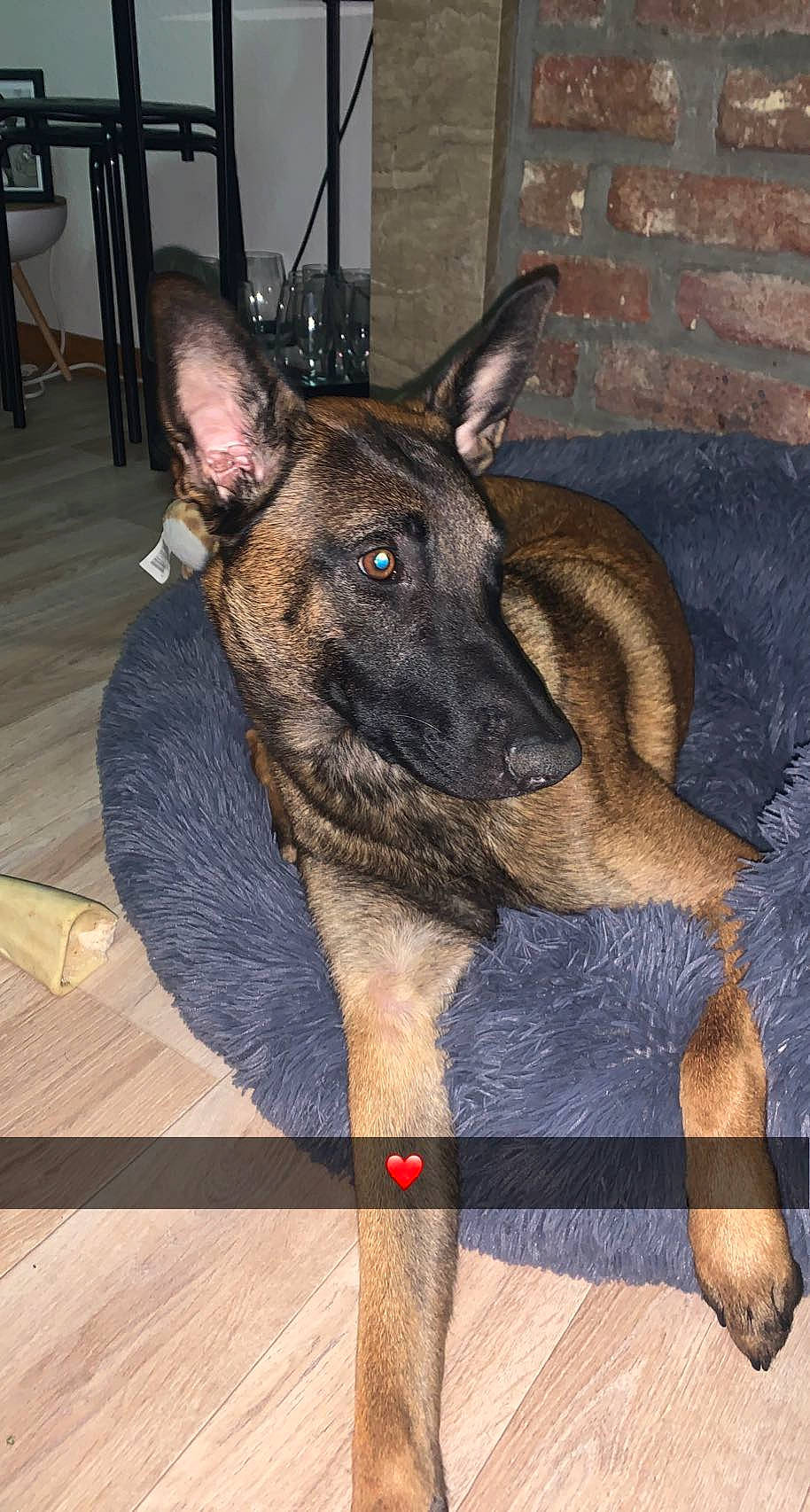 Utta a rejoint le concours — aidez-le/la à gagner de superbes lots ! canidae, carnivore, companion_dog, dog, dog_breed, east_european_shepherd, fawn, flooring, fur, german_shepherd_dog, hardwood, herding_dog, king_shepherd, old_german_shepherd_dog, snout, sporting_group, terrestrial_animal, wood, working_animal, working_dog