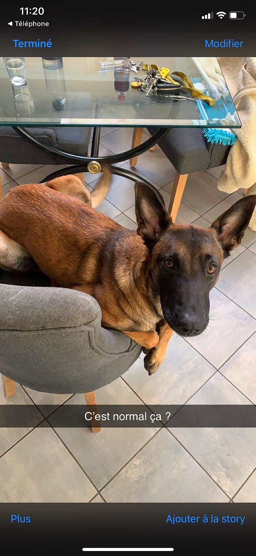 Utta a rejoint le concours — aidez-le/la à gagner de superbes lots ! canidae, carnivore, companion_dog, dog, dog_breed, ear, fawn, flooring, fur, german_shepherd_dog, guard_dog, law_enforcement, snout, sporting_group, terrestrial_animal, whiskers, working_animal, working_dog